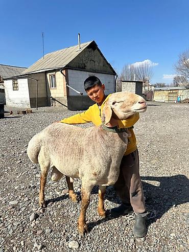 Баран, овца: Продаю | Баран (самец) | Арашан | Для разведения — 7