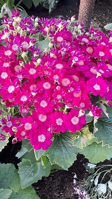 Otaq bitkiləri: 🌹Senaria gülü topdan ve perakende satışı. 💳SAY çox olsa endirim — 11