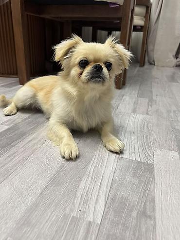 it oyuncaq: Pekines, 1 il, Dişi, Peyvəndli, Ünvandan götürmə — 4