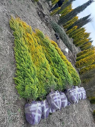 Tinglər: Salam isdenilen nov meyve tinglerini ve dekorativ aqaclari tam orjinal — 4