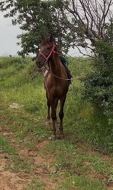 Лошади, кони: Продаю | Конь (самец) | Полукровка — 5