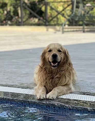 çoban iti adları: Retriever, 5 il, Erkək, Cütləşmə üçün — 5