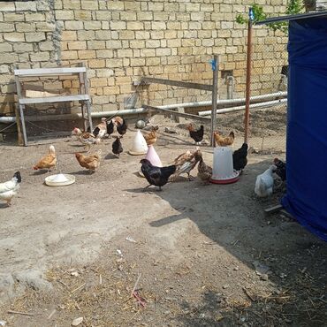 Toyuqlar: Toyuq, Yumurtalıq, Ünvandan götürmə, Ödənişli çatdırılma