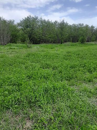bağça satılır: 150 sot, Biznes üçün, Mülkiyyətçi, Kupça (Çıxarış) — 3
