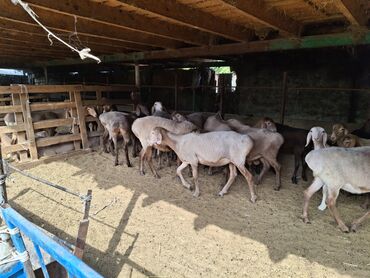 овцы романовской породы купить: На продажу: поголовье овец мясного направления внучка Ваваныча по