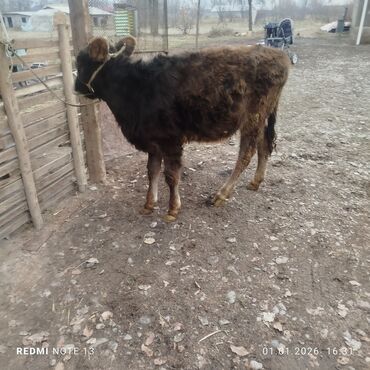 Коровы, быки: Продаю | Бык (самец) | Полукровка | На откорм | Привязанные — 7