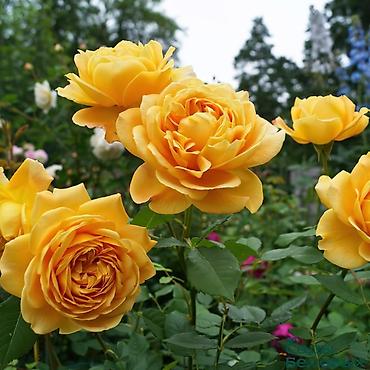 Роза: Саженцы Самовывоз, Платная доставка — 3