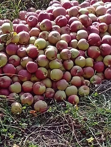 диван для салона красоты бу: Яблоки Превосходное