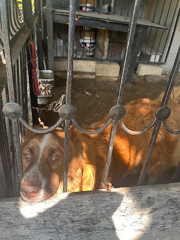 dəniz donuzu satışı: İdeal veziyyetdedi tezmini 70 kilodu Dişidir Bütün vaksinleri vurulub — 1