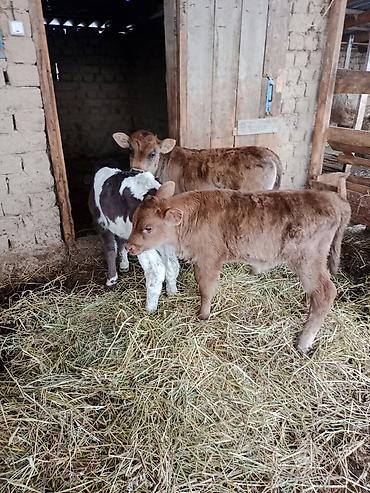 Коровы, быки: Продаю | Бык (самец) | Для разведения | Племенные — 9