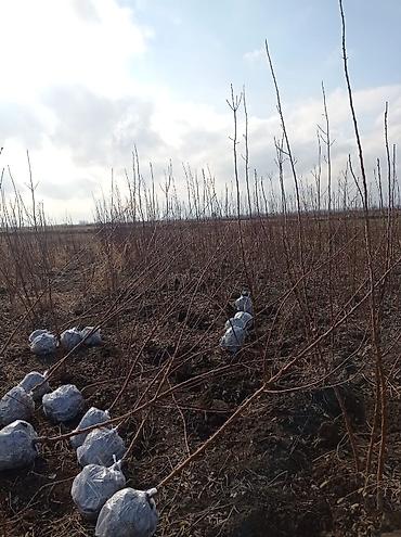 epimedium bitkisi satisi: Məhsul: Açıq köklə/köklü torpaq kürəsi ilə qablaşdırılmış ting və — 2
