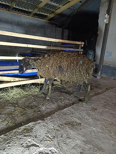 Баран, овца: Продаю | Овца (самка), Ягненок — 6