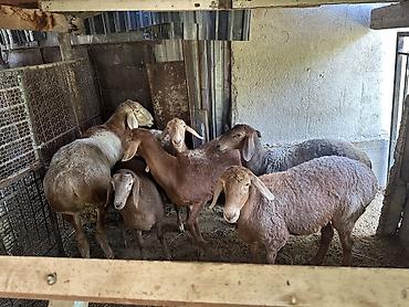 овцы: Продаю | Овца (самка), Ягненок, Баран (самец) | На забой, Для разведения — 10