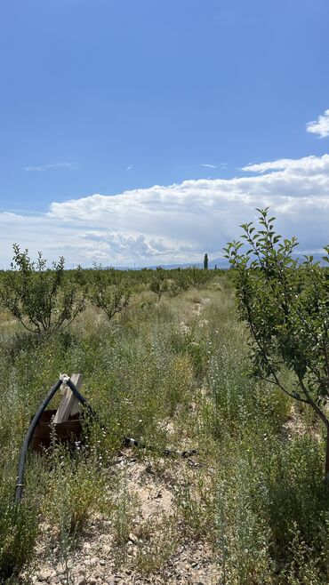 Продажа участков: 600 соток, Для сельского хозяйства, Красная книга, Тех паспорт, Договор купли-продажи — 26