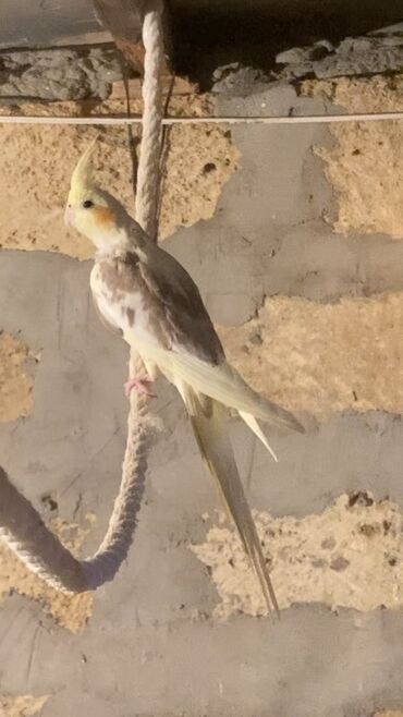 Tutuquşları: Cavan korella balalar biri 30 manat
Ünvan Fatmayı kəndi