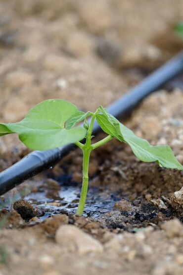Suvarma sistemləri: PRIZMA – Damla suvarma və peyzaj suvarma sistemləri - Həyətyanı — 12