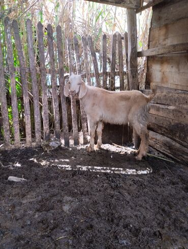 дойная коза: Продаю | Козлёнок | Битал | Для разведения | Племенные