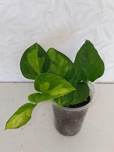 Эпипремнумы и сциндапсусы: Эпипремнумы разных сортов: Марбл Квин, Марбл Эпл, Голден, Глобал Грин at lalafo.kg — 13 Эпипремнумы и сциндапсусы: Эпипремнумы разных сортов: Марбл Квин, Марбл Эпл, Голден, Глобал Грин — 13