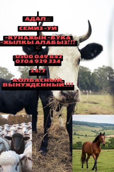 Другие животные: Колбасный 
Вынужденный 
По регионам