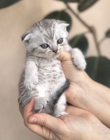 Pişiklər: Şotland — 35