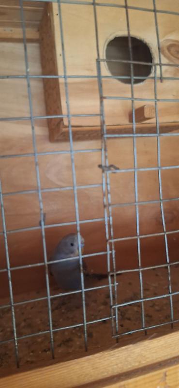 bildircin satisi tap az: Popuqaylar 2 eded saglam qushlardi — 2