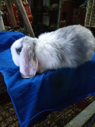 Декоративные кролики: Крольчата породы Французский баран . Разных окрасов и возрастов. Из