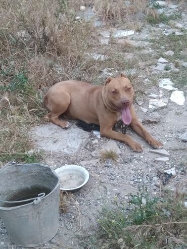 pitbull satılır: Pitbul, 10 ay, Dişi