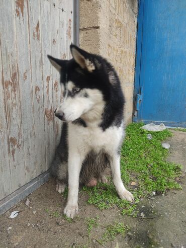 İtlər: Xaski, 1 ay, Erkek — 8