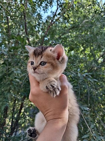 британские котята: 💛 Золотые шотландские котята ищут любящие семьи 💛 Предлагаются к — 4