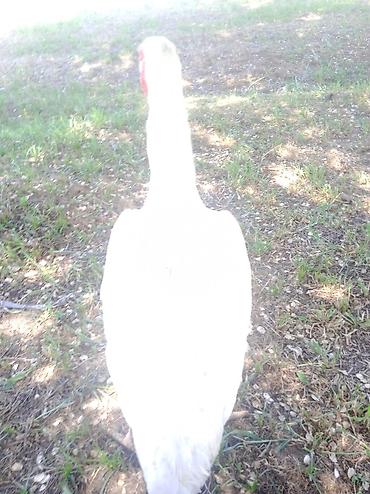 Птицы: Продаю Инкубационное яйцо Чисто кровных даканов разных пород: Китаец — 6