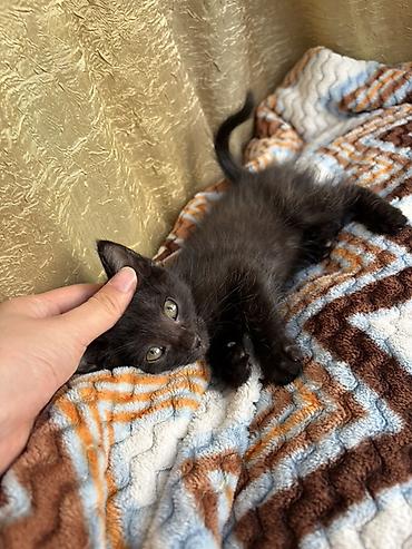 Отдам даром кошку: Кошка даром: Беспородная, 2 месяца, Мальчик, Приучена к лотку — 3