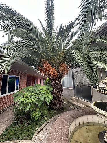 gül ağaçları: 2.80Cm Xurma palması (Phoenix canariensis) - Növ: Kanar xurma — 3