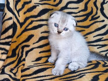 Pişiklər: Britan, Erkək, Dişi — 3