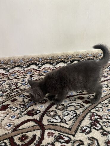 британский короткошерстный кот: Продается котенок, 3месяца, порода - британская. Обученный к лотку