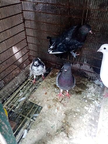 7 dene qusdu biri 2 manatdı quslarda berdededi — 1