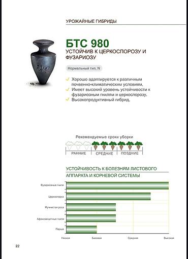 Свёкла: 10+1 акция срочно Семена Сахарной свеклы компании Beta Seed 2025 — 7