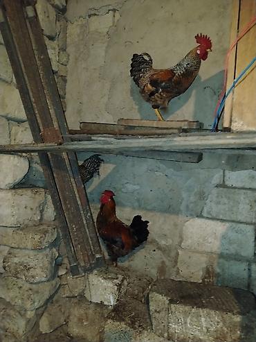 brama toyuqları: Məhsul: Ev təsərrüfatı üçün xoruzlar və Təsvir: - Şəkillərdə bir — 3