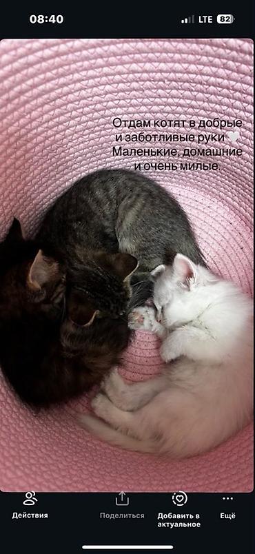 Отдам котят в добрые и заботливые руки. Маленькие, домашние и очень