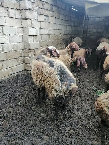 bars bit dermani: Qoç satılır 2 yaşı var qala cinsi di — 2