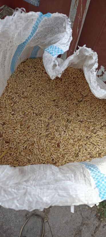 продам индоуток: Собственный ячмень, Продаю Двурядка, устойчивый к засухам, в мешках