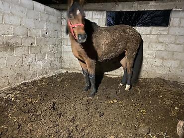 Лошади, кони: Продаю | Жеребенок | Для разведения — 12