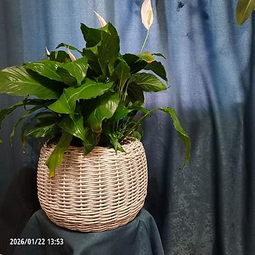 Горшки для растений: Плетёные вазоны для растений от 10-12 литров,в наличии и на заказ — 6