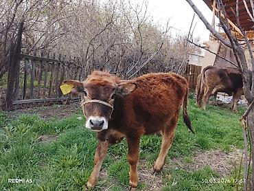 Коровы, быки: Продаю | Тёлка, Музоо, торпок — 10