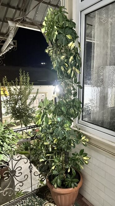 Монстерлер: Шефлера (Schefflera arboricola) пестролистная в большом горшке. -