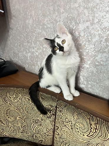 отдам даром котенка бишкек: 4 месяца, Мальчик, Приучена к лотку, Проглистована — 3