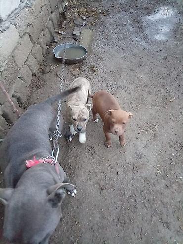 İtlər: Pitbul, 2 ay, Dişi — 4