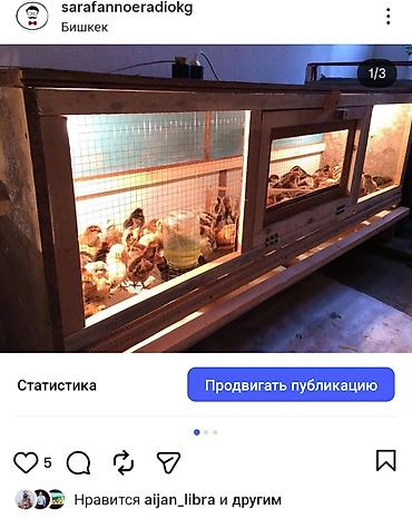 Товары и оборудование для с/х животных: Брудер/клетка для выращивания цыплят и другой птицы Внимание!!! Прошу — 3