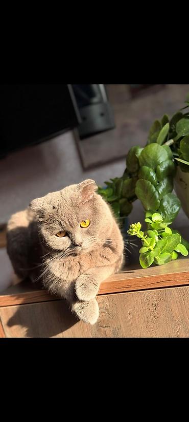 Кошки: Шотландская вислоухая, Самец — 1