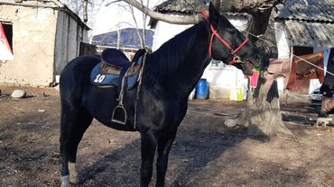 Лошади, кони: Продаю | Конь (самец) | Конный спорт — 6