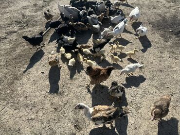 Ördəklər: Salam Aleykum Satılır Ördək Qaz Ördək Cücəsi Toyoq 36 Ədəd Lal Ördək — 7